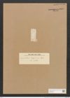 Hantzschia abyssinica Grun. (de-Toni-Nr.: Genus 50, Species 2207) Zeichnungen Sammlung Grunow Nr. 4615 (NHMW-BOT-W0372657)